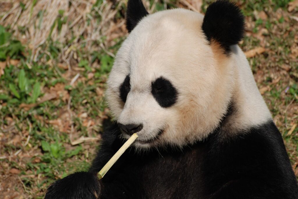 La panda latinoamericana Xin Xin recibe árbol de navidad especial