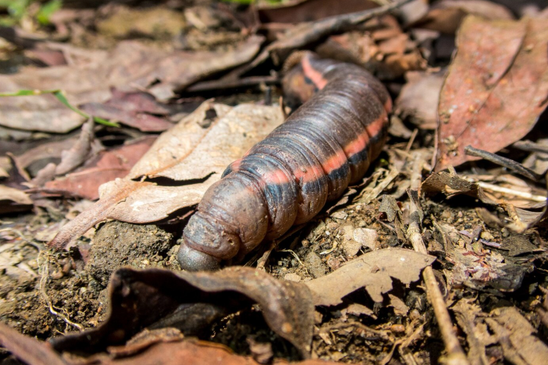 gusano barrenador en México