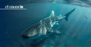 ¿Cuándo ver tiburones ballena en el Mar de Cortés? La guía completa para disfrutarlo