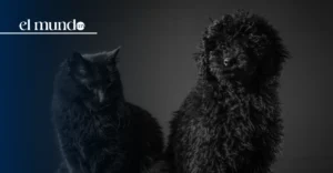 CDMX refuerza alerta por maltrato a perros y gatos negros durante Halloween y Día de Muertos