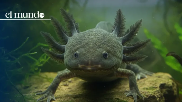 Ajolote del Altiplano reaparece después en Queretaro
