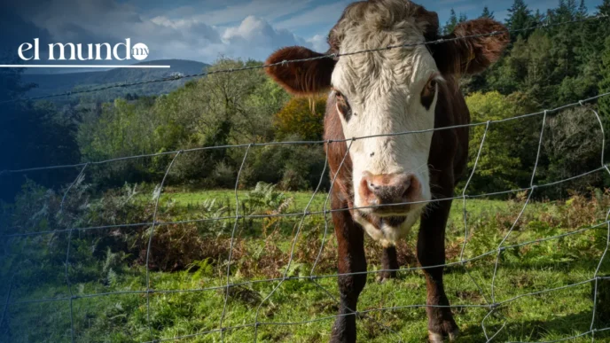 Gobierno de México fortalece el Dispositivo de Emergencia de Sanidad Animal por Gusano Barrenador