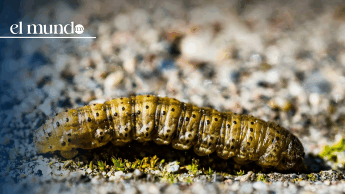 gusano barrenador en México