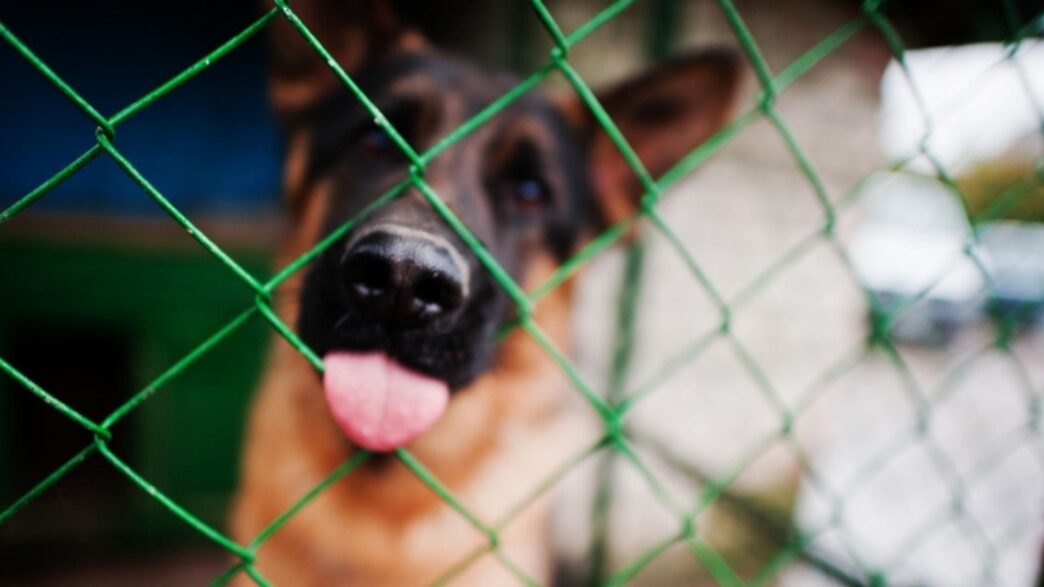 Refugios animales en México enfrentan altos costos para su operación y cuidado